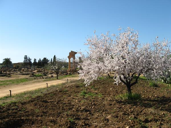 The Temple of the Dioscuri