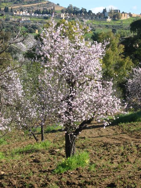 The Almond Blossom Festival