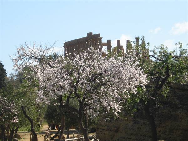 explosion of flowers