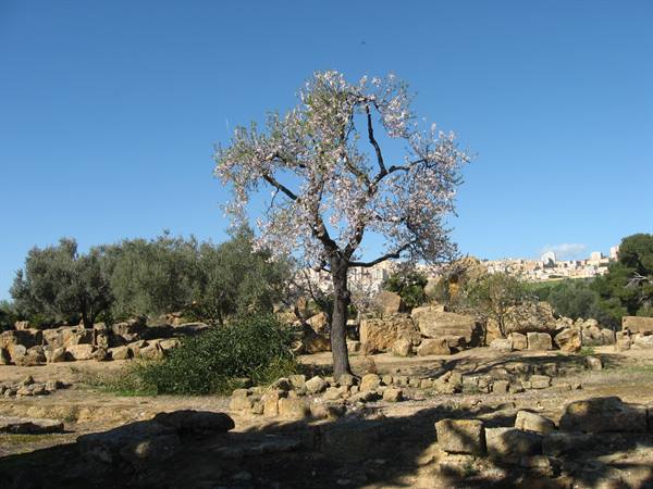 Almond blossom