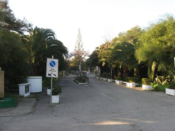 lots of palm trees here too