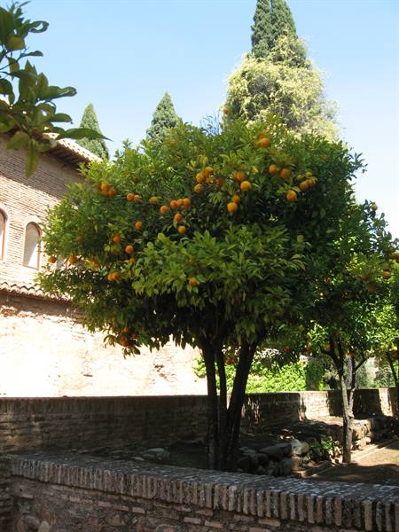 Orange tree full of fruit beside old brick walls at the Alhambra