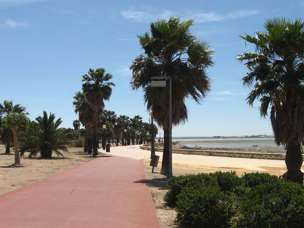 palms on the seafront