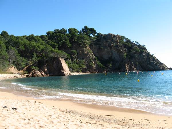 Golden sandy beach with turquoise waves and pine-covered cliffs under blue sky