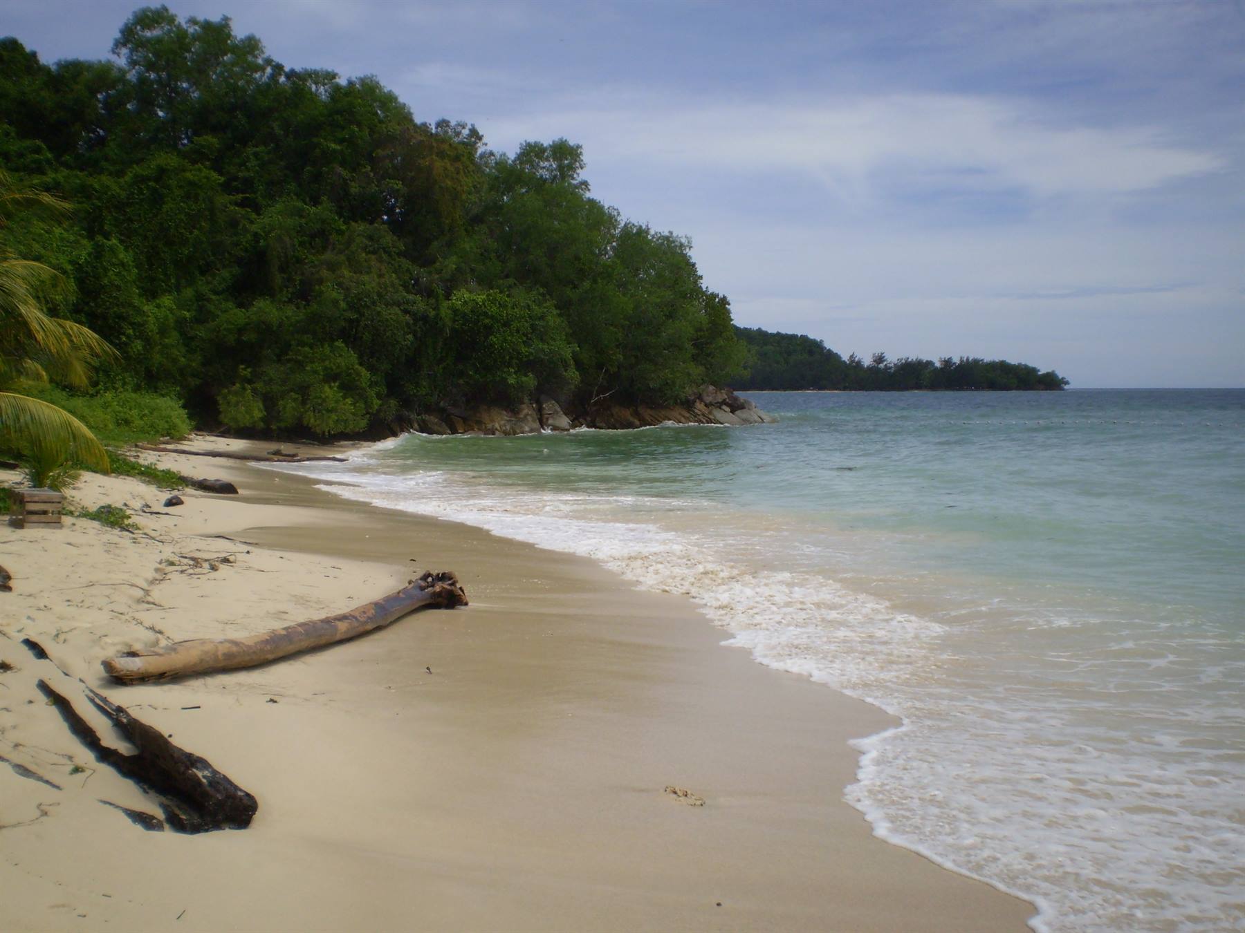 Fallen log on pale sand beach, foamy waves, tropical forest along the shore