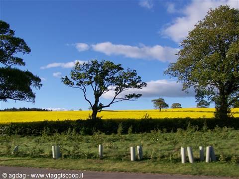 Culross - Green Yellow Blue