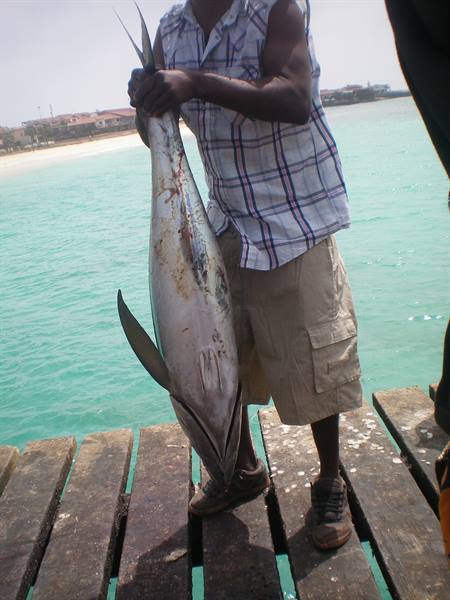 tuna