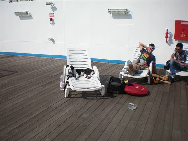 dogs on the boat
