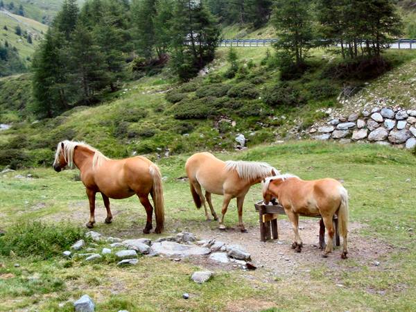 Palomino horses grazing near a wooden trough in green mountain meadows