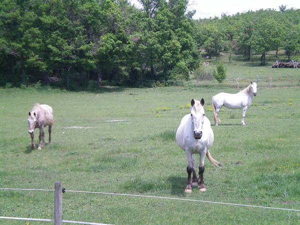 horses in camargue