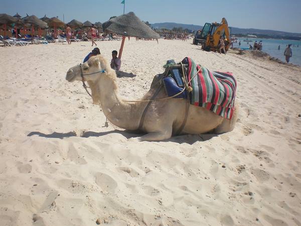 Saddled camel resting on sand, striped blanket, beach umbrellas and swimmers behind