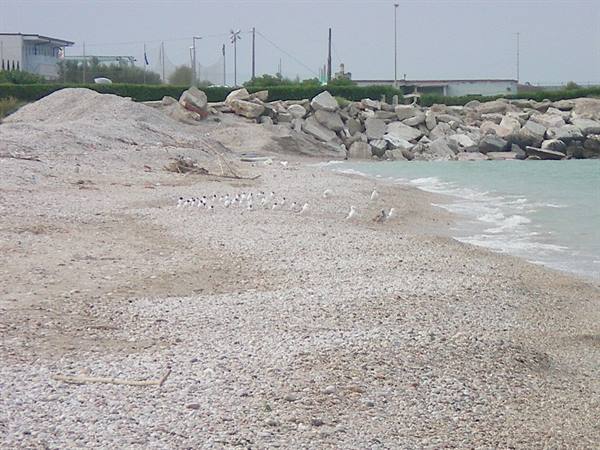 fermo- seagulls' bay