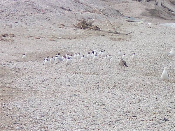 seagulls