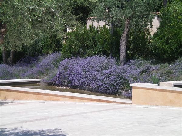 lavender