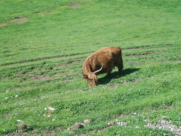 Long-haired brown cow grazing on a green meadow in full sun