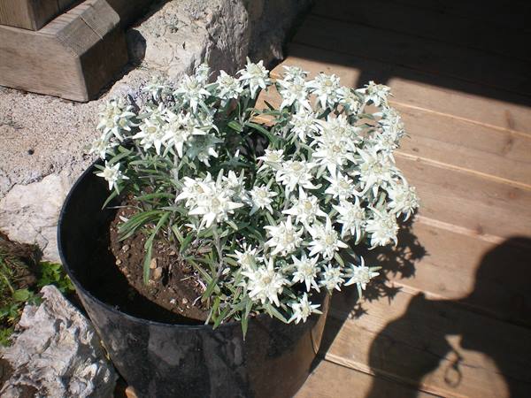 Black pot full of white edelweiss flowers on sunlit wooden planks