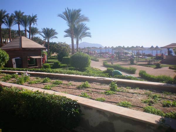 Palm trees, wooden hut and beach umbrellas facing the sea, Sharm el-Sheikh