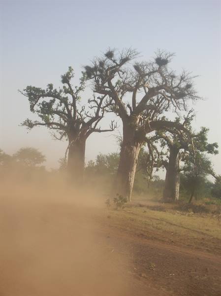 the baobab