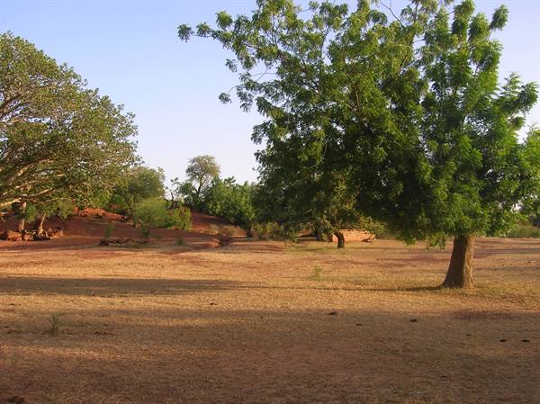 Green tree on dry red soil,mud brick houses among trees