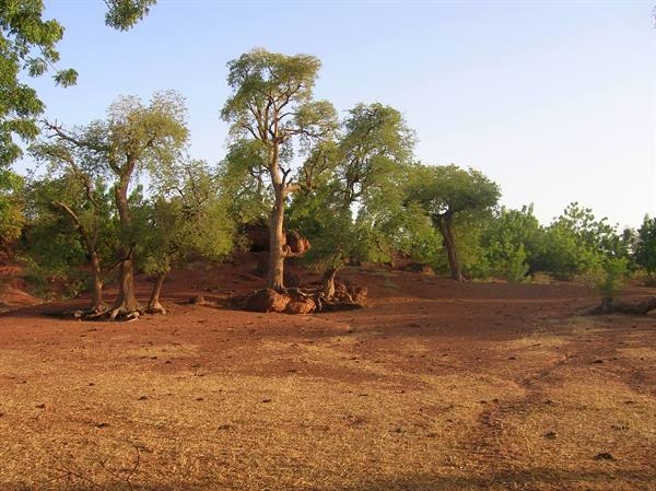 Trees with bare roots on red earth, golden light