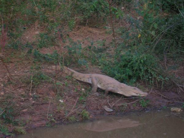 Crocodile walking down muddy bank toward water among green bushes