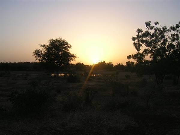 Dawn over the savanna: acacia silhouettes and a waterhole reflecting golden light