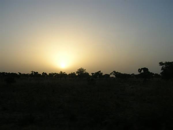 Low sun behind silhouetted trees on the savanna