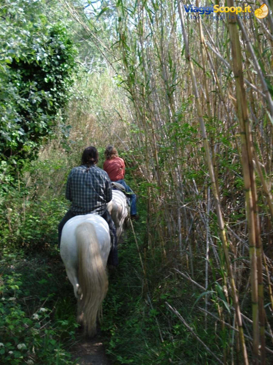 Camargue - horse ride