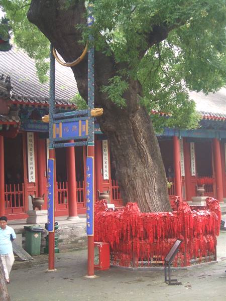 Ancient tree wrapped in red ribbons in a Chinese temple courtyard
