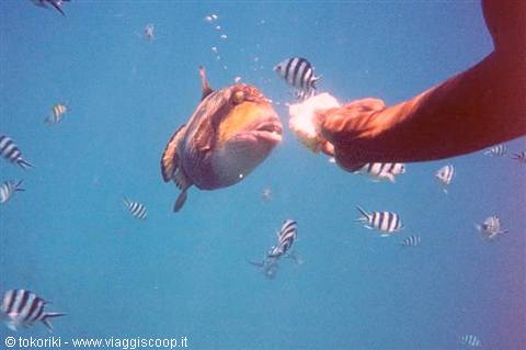 The fish....