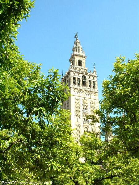 Seville's Giralda bell tower rises among green branches under blue sky