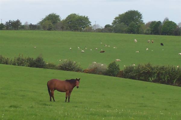 Brown horse on green pasture, sheep and trees on the hill