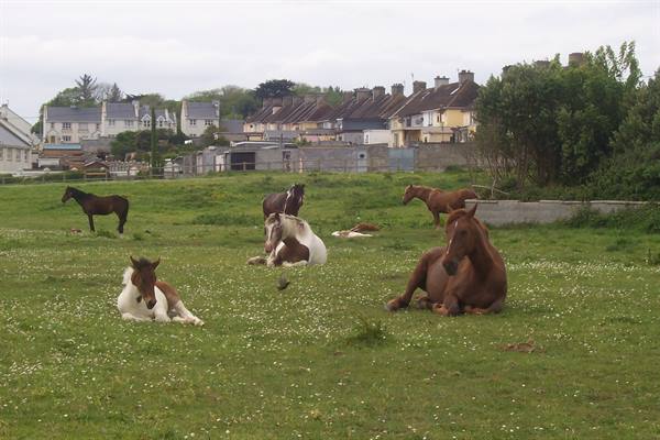 Horses lying and standing in a flowering meadow, houses behind