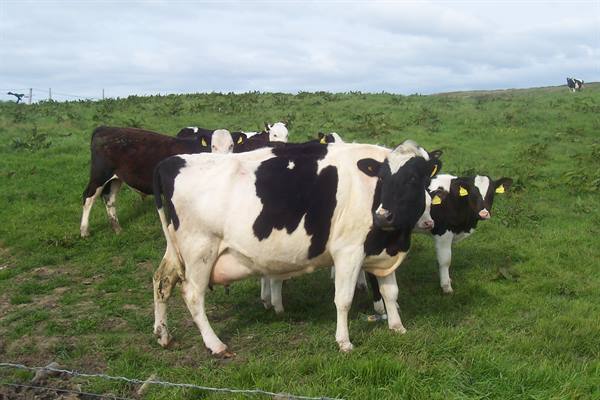 Holstein Friesian cows grazing on green pasture under cloudy sky