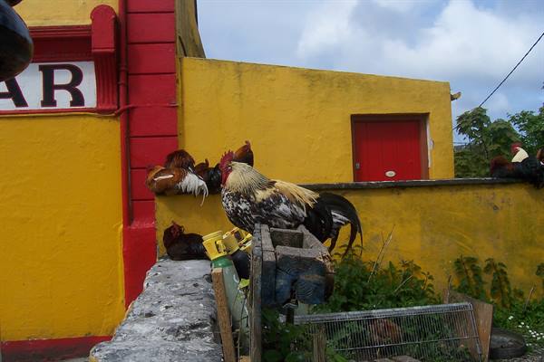 Rooster and hens on a stone wall outside a yellow and red pub