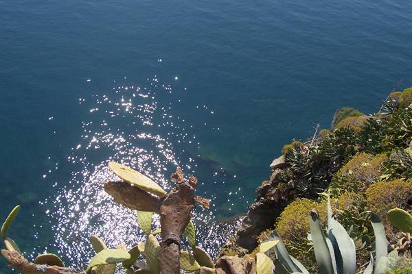 Prickly pears and agaves on a cliff overlooking sparkling sea