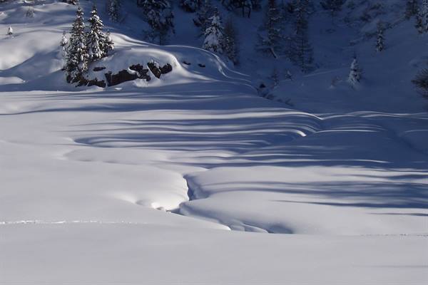 Pristine snow with blue shadows among snow-covered firs and rocks