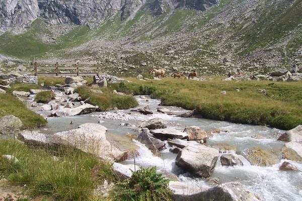 Horses grazing beside a mountain stream flowing over boulders near wooden fence