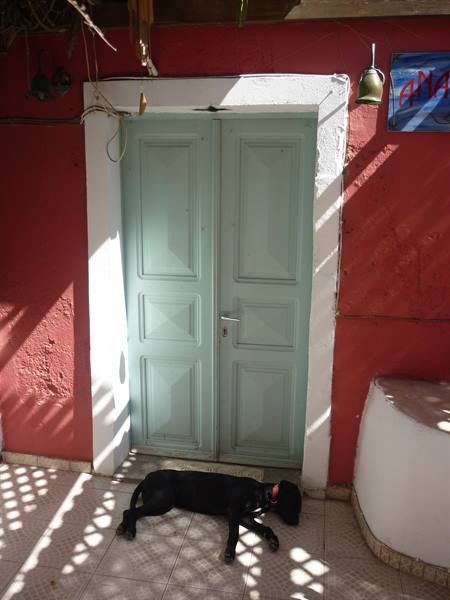Black dog lying in front of a pale green door on a red wall