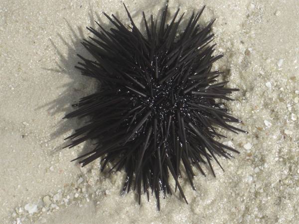 Spiny black sea urchin glistening on pale sand with small pebbles