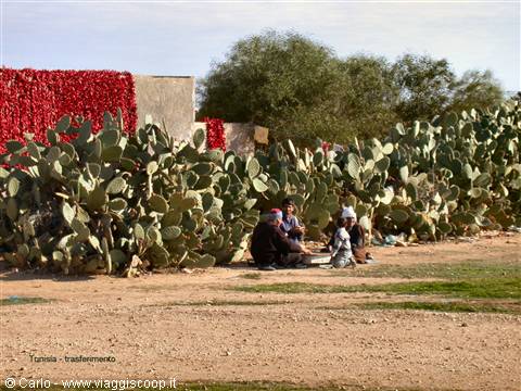 Tunisia: men sitting near prickly pears and red peppers drying in the sun