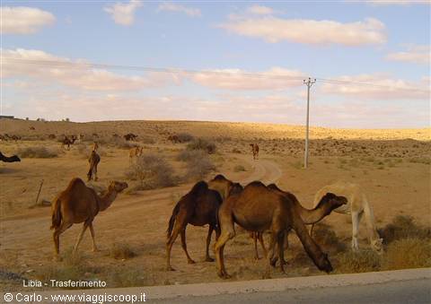 Camels grazing in the Libyan desert under scattered clouds