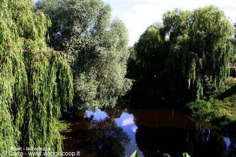 Weeping willows reflecting in a dark canal in Trieste