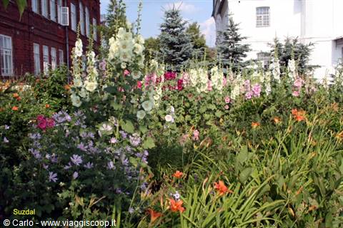 Suzdal: blooming hollyhock garden in front of houses