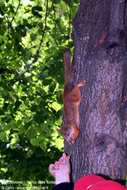 Red squirrel climbs down the trunk toward a visitor's hand in the park