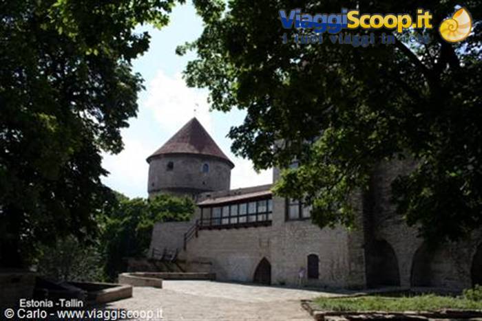 Pikk Hermann tower in Tallinn among leafy trees, limestone walls in sunlight