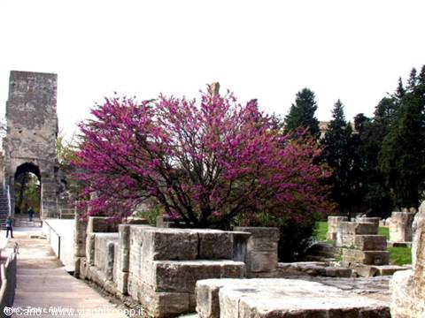 Pink blossoming tree among the Roman ruins of Arles theatre