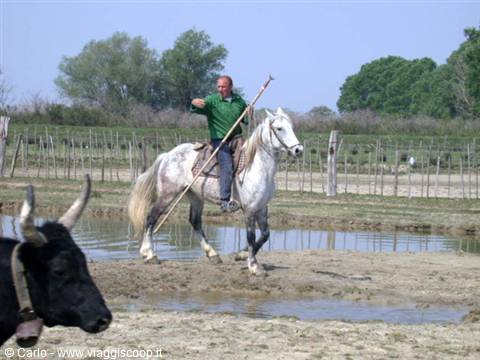 Rider on white horse with long pole, black bull in foreground, Camargue marshland