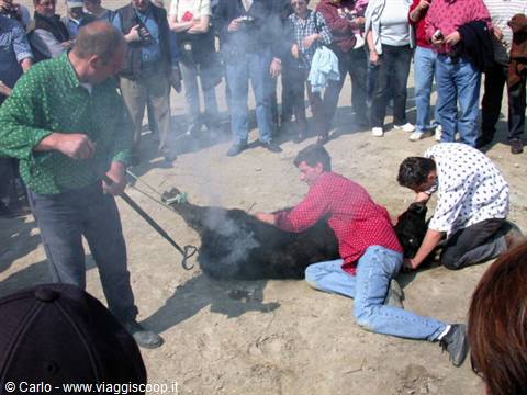 Men restrain a Camargue bull on sandy ground amid smoke and crowd