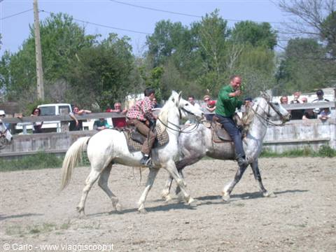 Riders on white Camargue horses during an event, crowd behind wooden fence